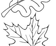Coloriage Feuilles &eacute;rable ch&ecirc;ne