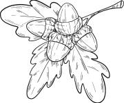 Coloriage Glands avec des feuilles de ch&ecirc;ne