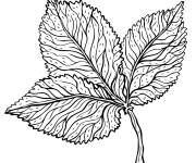 Coloriage Grande feuille d'automne d&eacute;taill&eacute;e