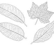 Coloriage Grandes feuilles d'automne