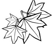 Coloriage Illustration des feuilles &eacute;rables