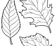 Coloriage Image de feuilles automne