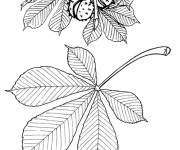 Coloriage Les feuilles de ch&acirc;taigne