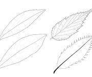 Coloriage Longues feuilles d&rsquo;automne &agrave; imprimer