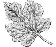 Coloriage Page de Feuille d&rsquo;automne