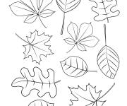 Coloriage Plusieurs feuilles d'automne