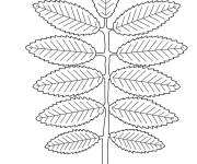 Coloriage Sorbier des oiseleurs d'automne