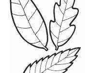 Coloriage Trois belles feuilles d&rsquo;automne