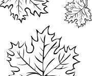 Coloriage Trois feuilles automne &agrave; imprimer