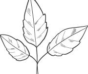 Coloriage et dessins gratuit Trois feuilles sur branches à imprimer