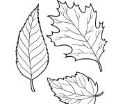 Coloriage Trois grandes feuilles de l'automne gratuit