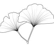 Coloriage Une feuille acacia