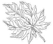 Coloriage Une feuille d&rsquo;&eacute;rable &agrave; t&eacute;l&eacute;charger