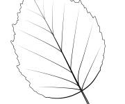 Coloriage Une feuille de bouleau