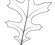 Coloriage Une feuille de ch&ecirc;ne a broches