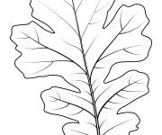 Coloriage Une feuille de ch&ecirc;ne &agrave; colorier