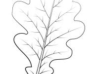 Coloriage Une feuille de ch&ecirc;ne d'Angleterre  