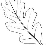Coloriage Une feuille de ch&ecirc;ne de la vall&eacute;e