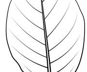 Coloriage Une feuille de concombre d'automne