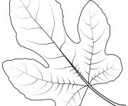 Coloriage Une feuille de figuier