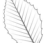 Coloriage Une feuille de hetre