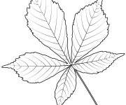 Coloriage Une feuille de marronnier de l'inde