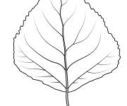 Coloriage Une feuille de peuplier