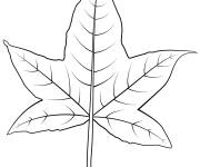 Coloriage Une feuille de prunier simple