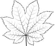 Coloriage Une feuille &eacute;rable de vigne &agrave; colorier