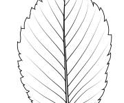 Coloriage Une feuille orme d'Am&eacute;rique