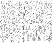 Coloriage Vari&eacute;t&eacute; de feuilles d'automne
