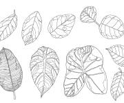 Coloriage Vari&eacute;t&eacute; des Feuilles tropicales pour la saison d'automne