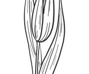 Coloriage Fleur Bourgeon de Lys