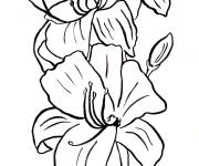 Coloriage Fleur de lis, belle plante