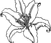 Coloriage Fleur de lis de tigre