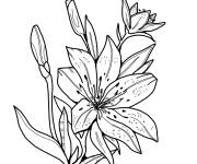 Coloriage Fleur de lis imprimable