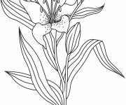 Coloriage Fleur de lis magnifique