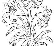 Coloriage Plante de lis avec les belles fleurs