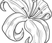 Coloriage Une belle fleur Lis