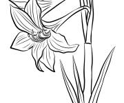 Coloriage Amaryllis fleur