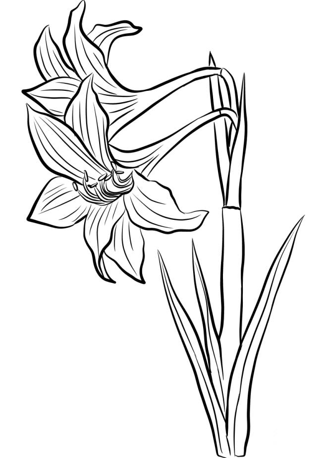 Coloriage et dessins gratuits Amaryllis fleur à imprimer