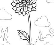 Coloriage Fleur Chrysanthème