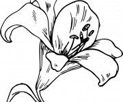 Coloriage Fleur de Lys