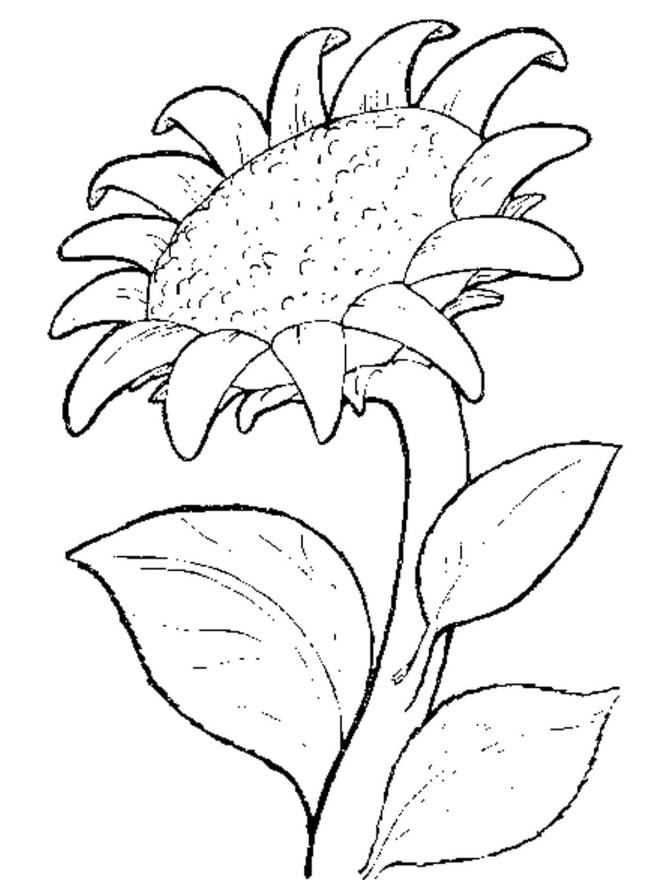 Coloriage et dessins gratuits Fleur de Tournesol à imprimer