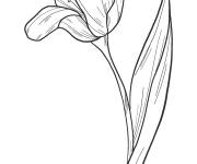 Coloriage Fleur de Tulipe