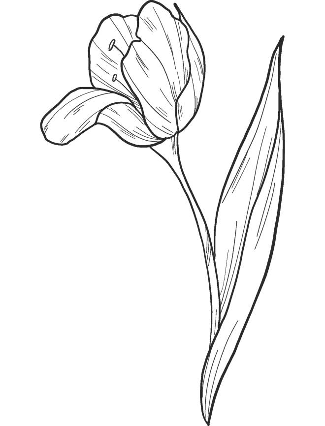 Coloriage et dessins gratuits Fleur de Tulipe à imprimer