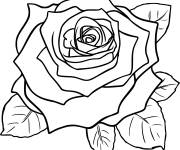 Coloriage Fleur free