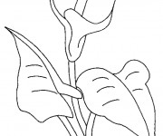 Coloriage Fleur magnifique