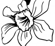 Coloriage Fleur Princesse