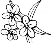 Coloriage Fleur Tiare Tahiti